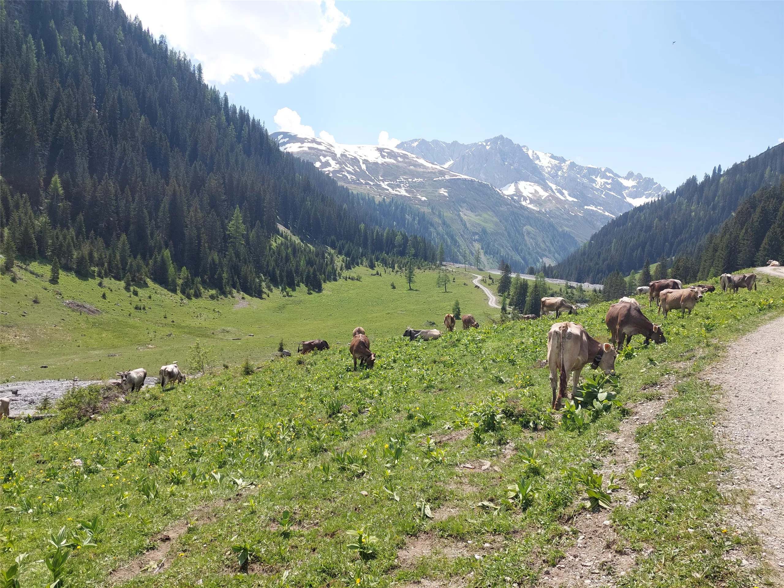 Alpe Boden 1.554 m